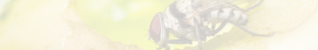 Drosophila Media-made to order